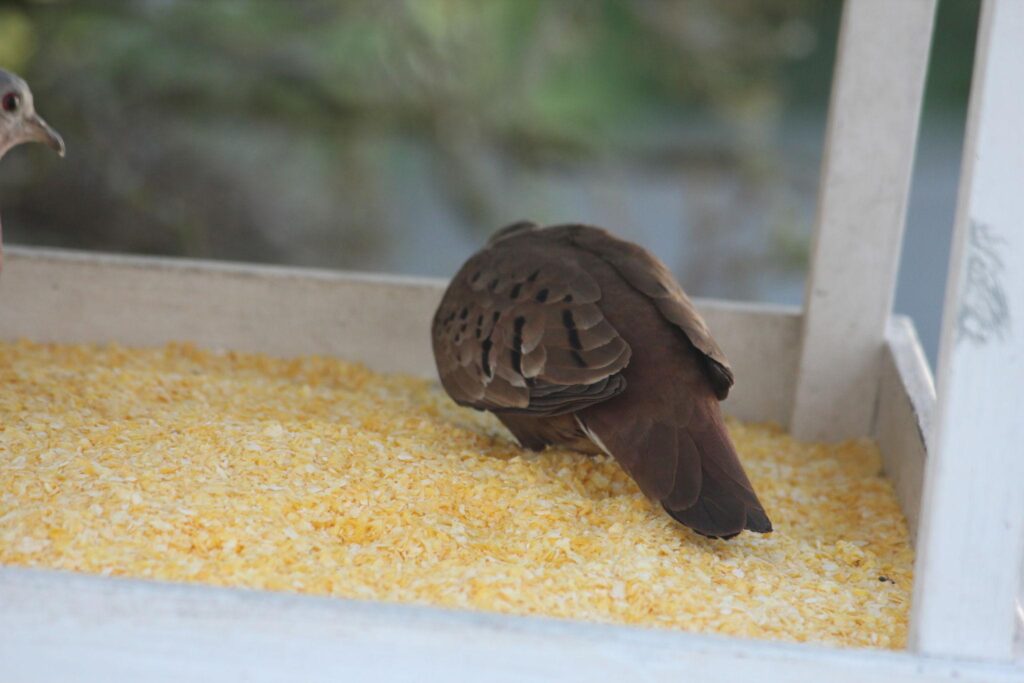 Wild birds eating corn