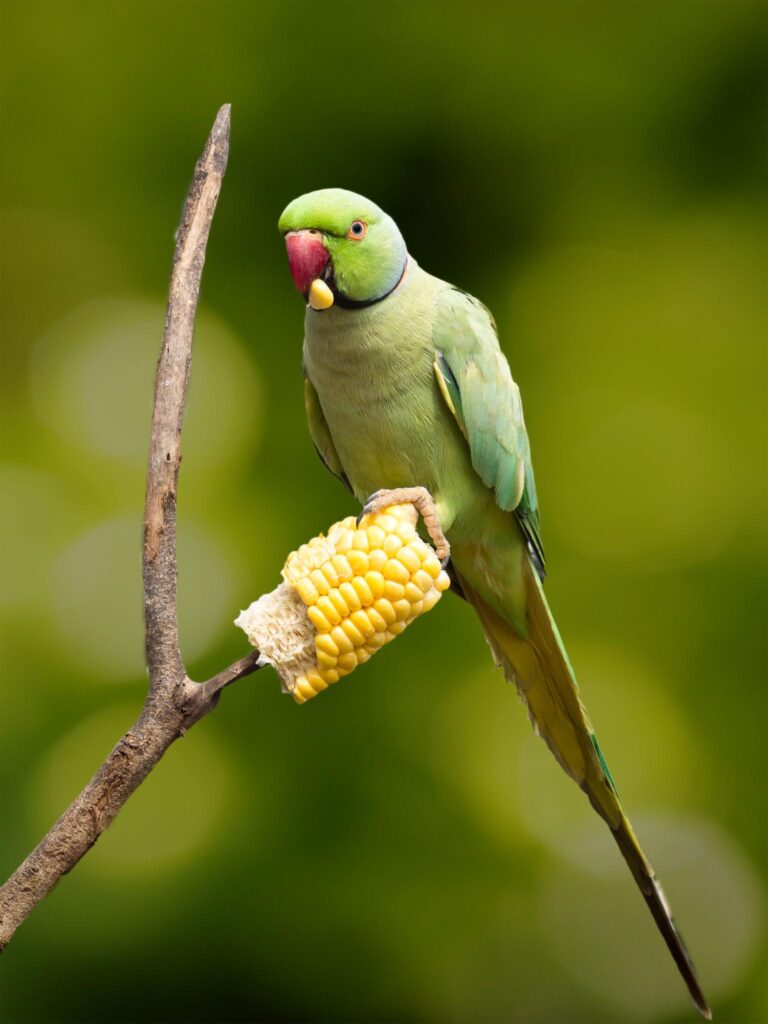 Pet birds eating corn