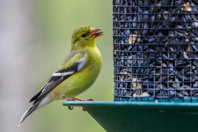 Can Birds Eat Sunflower Seeds? A Complete Feeding Guide Can Birds Eat Sunflower Seeds
