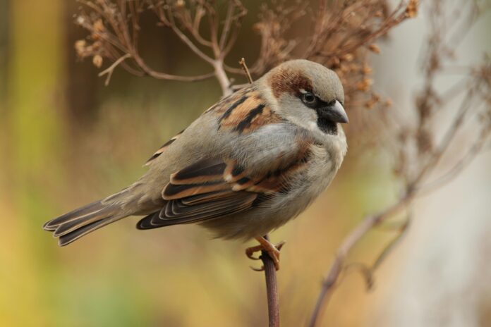 Can You Keep a Sparrow in a Cage Can You Keep a Sparrow in a Cage