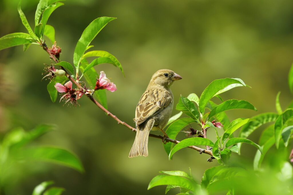 Can You Keep a Sparrow in a Cage