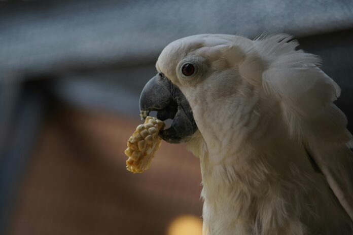Can birds eat corn Can birds eat corn