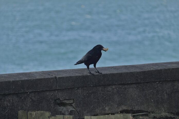 Can Birds Eat Cheerios Can Birds Eat Cheerios