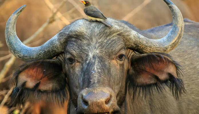 What Birds Ride on the Back of Rhinos at Serengeti What Birds Ride on the Back of Rhinos at Serengeti