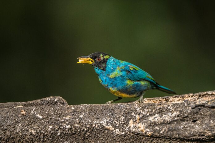 Can Birds Eat Almonds? Can Birds Eat Almonds?