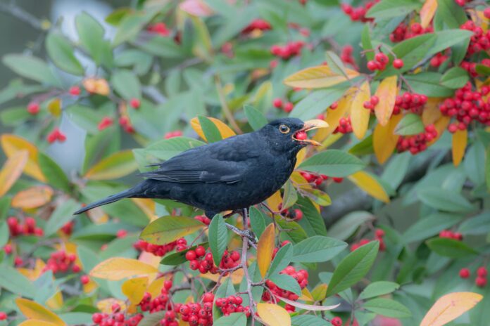 Can Birds Eat Cranberries? Can Birds Eat Cranberries