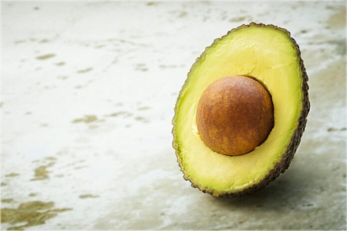can birds eat avocado can birds eat avocado