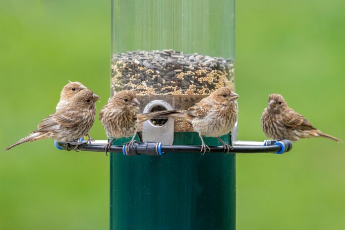 pexels-mnannapaneni-20436458 can birds eat chia seeds