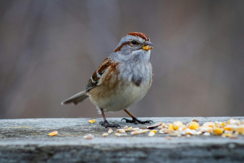 Can Birds Eat Cheerios