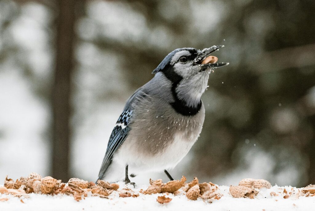 Can Birds Eat Nuts