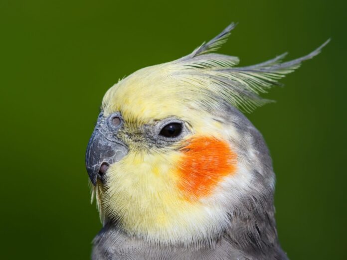 Can Birds Eat Chocolate Can Birds Eat Chocolate