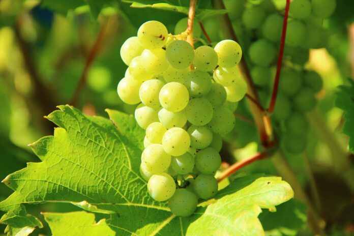 can birds eat grapes can birds eat grapes