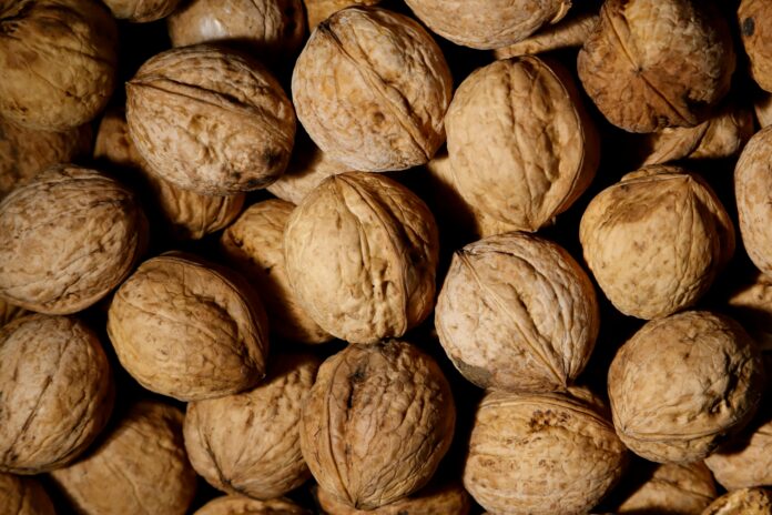 can birds eat walnuts can birds eat walnuts