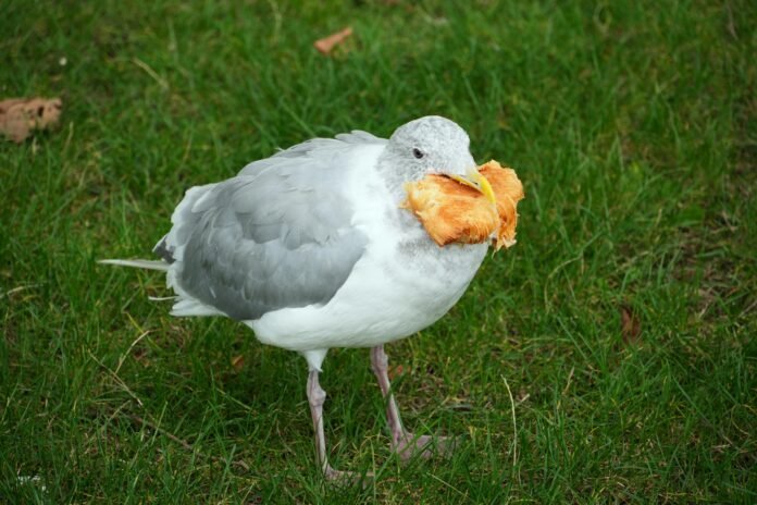 Can Birds Eat Bread Can Birds Eat Bread