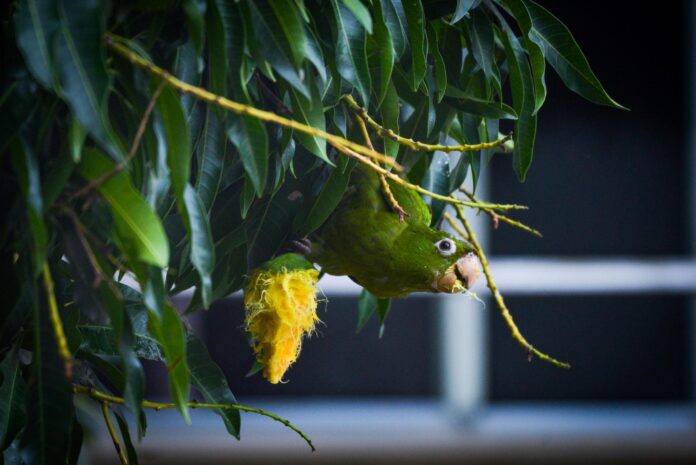 can birds eat mango can birds eat mango