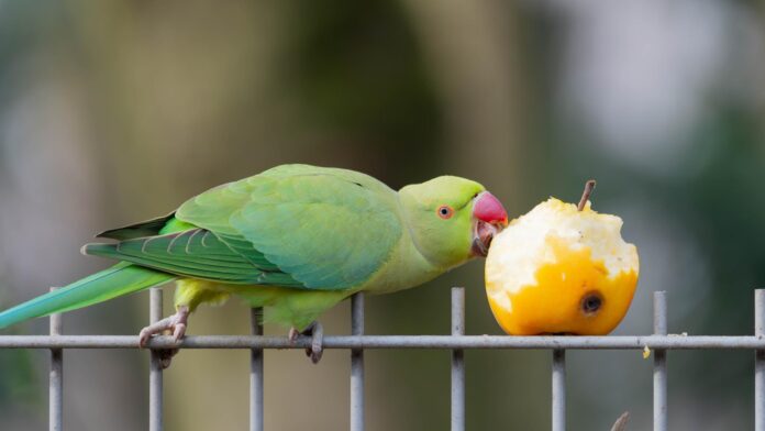 can birds eat apples can birds eat apples