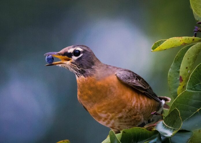 Can Birds Eat Blueberries Can Birds Eat Blueberries