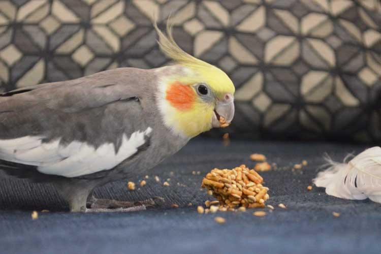 Pet birds enjoying pumpkin seeds